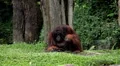 Orangutan Monkey, Looking, Jungle Trees, Palm Tree HD Footage