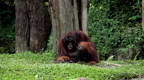 Orangutan Monkey, Looking, Jungle Trees, Palm Tree Stock Footage 1102280