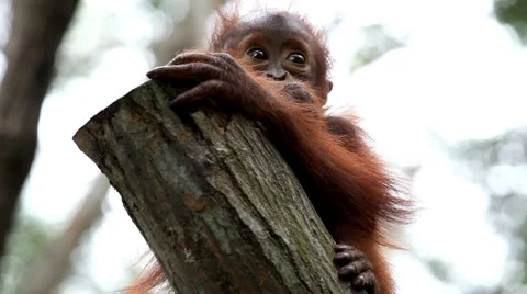 Orangutan Monkey, Looking, Jungle Trees, Palm Tree Stock Footage