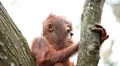 Orangutan Monkey, Looking, Jungle Trees, Palm Tree HD Footage