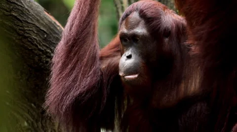 Orangutan Monkey, Looking, Jungle Trees, Palm Tree 스톡 동영상 1102411