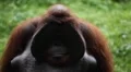 Orangutan Monkey, Looking, Jungle Trees, Palm Tree HD Footage
