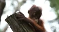 Orangutan Monkey, Looking, Jungle Trees, Palm Tree HD Footage