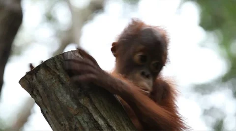 Orangutan Monkey, Looking, Jungle Trees, Palm Tree Stock-Footage 8647130