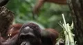 Orangutan Monkey, Looking, Jungle Trees, Palm Tree HD Footage