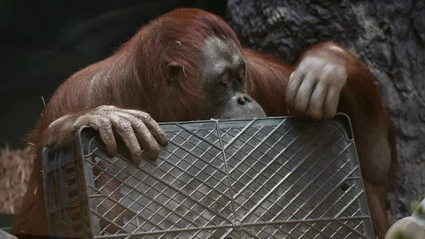 Orangutan monkey is played with a black plastic box. Stock Footage 128571991