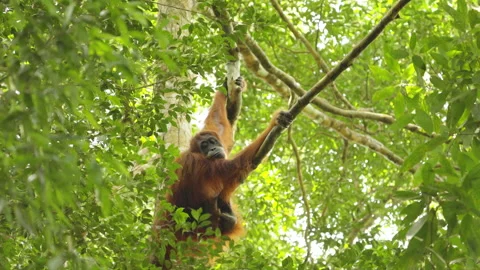 Orangutan mother looking around while her baby plays in the rainforest Stock Footage 279916785
