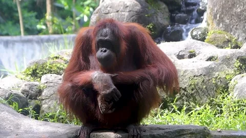 Orangutan or Pongo Stock Footage 243416545