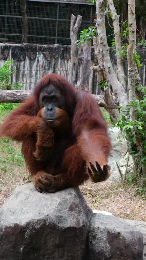 Orangutan or Pongo Pygmaeus is captured sitting on a rock and playing around in Stock-Footage 310792996