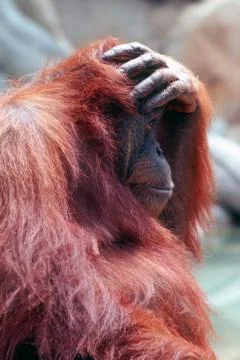 Orangutan Stock Photos