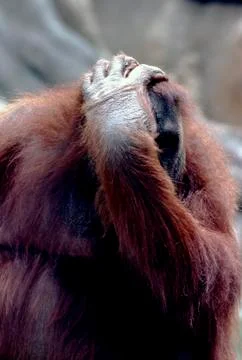Orangutan Stock Photos