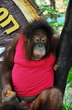 Orangutan Foto stock