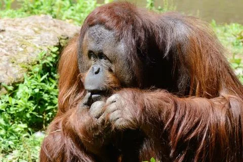 Orangutan Stock Photos