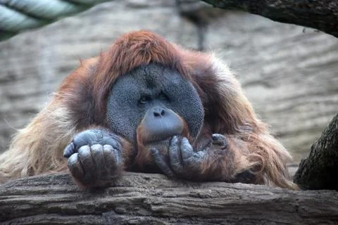 Orangutan Stock Photos