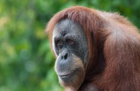 Orangutan Stock Photos