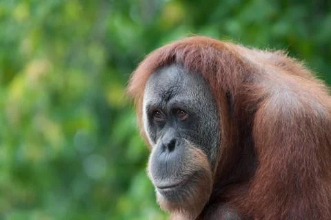 Orangutan Stock Photos