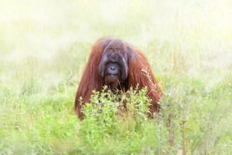 Orangutan Stock Photos