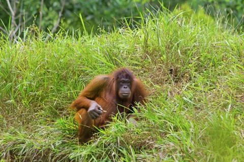 Orangutan Stock Photos