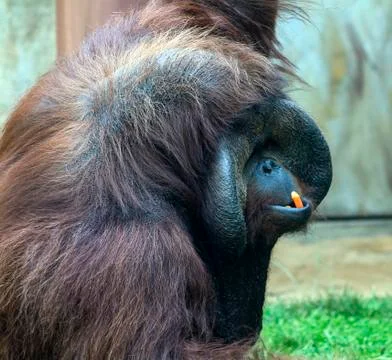Orangutan Stock Photos