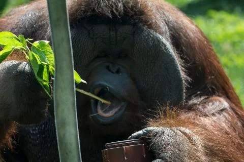 Orangutan Stock Photos