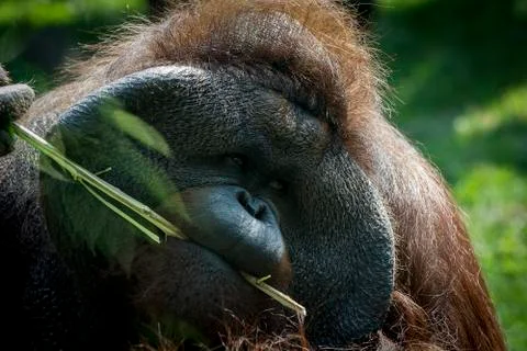 Orangutan Stock Photos