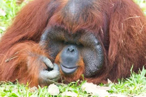 Orangutan Stock Photos