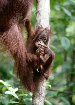 Orangutan Stock Photos