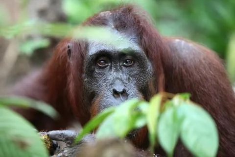 Orangutan Stock Photos
