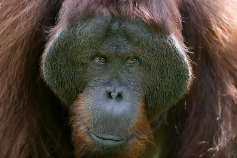 Orangutan Stock Photos