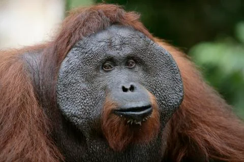 Orangutan Stock Photos