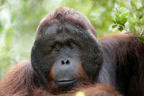 Orangutan Stock Photos