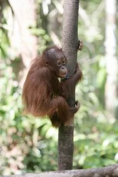 Orangutan Stock Photos