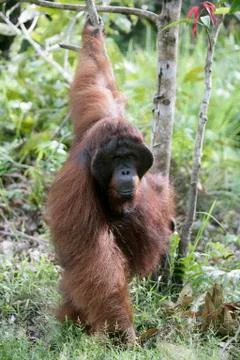 Orangutan Stock Photos
