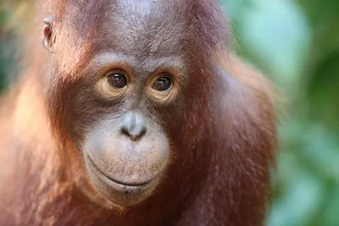Orangutan Stock Photos
