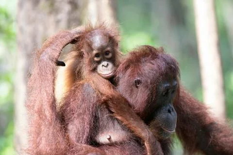 Orangutan Stock Photos