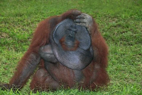 Orangutan Stock Photos