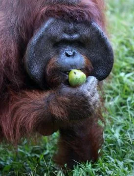 Orangutan Stock Photos
