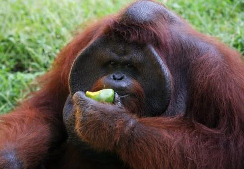Orangutan Stock Photos