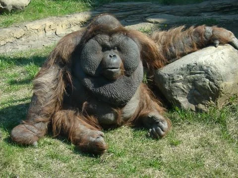 Orangutan Stock Photos