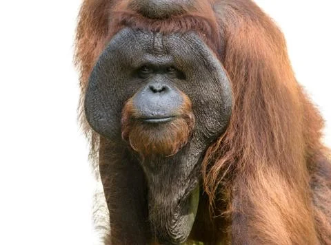 Orangutan Stock Photos