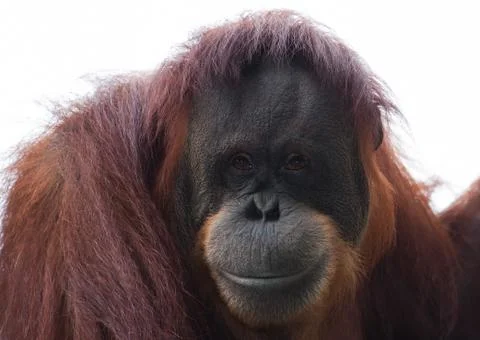 Orangutan Stock Photos