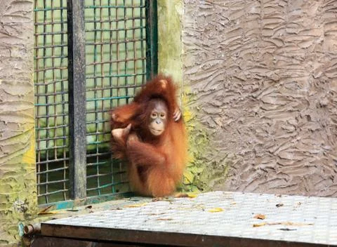 Orangutan Stock Photos