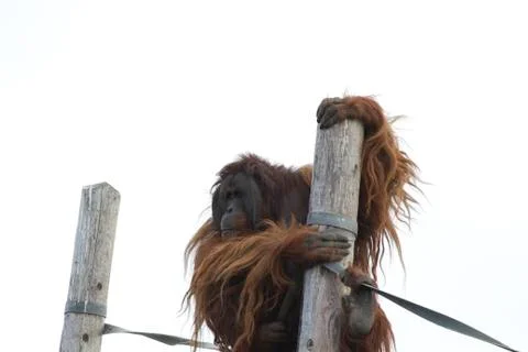 Orangutan Stock Photos