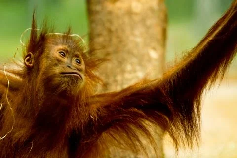 Orangutan Stock-Fotos