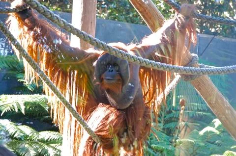 Orangutan Stock Photos