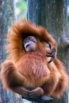 Orangutan Stock Photos