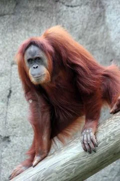 Orangutan Stock Photos