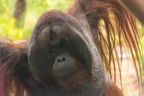 An orangutan Stock Photos