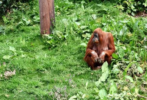 Orangutan Foto stock