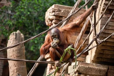 Orangutan 스톡 사진